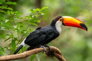 preservação da Amazônia